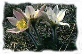 Anemone primaverile