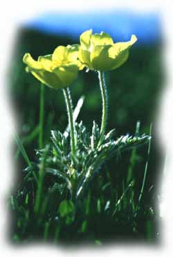 anemone sulfureo