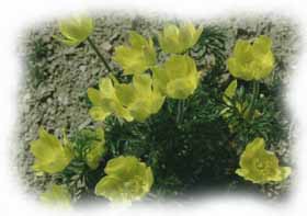 anemone sulfureo
