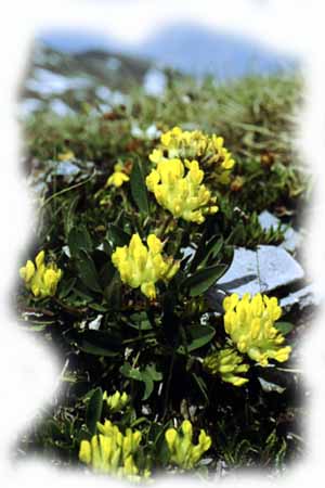 Anthyllis vulneraria Anthyllis vulneraria