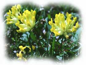 Anthyllis vulneraria