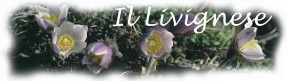 anemone primaverile  - pulsatilla vernalis