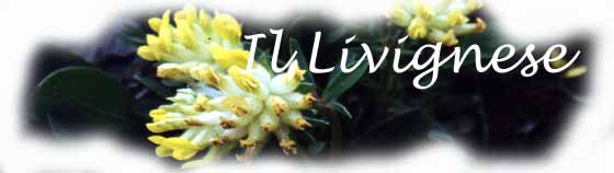 Anthyllis vulneraria