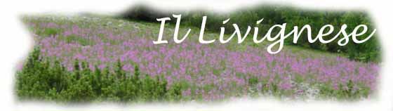 prato di epilobio angustifolium