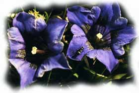 il fiore della genziana di Kock il fiore della genziana di Kock