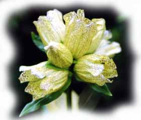 fiore della genziana punteggiata