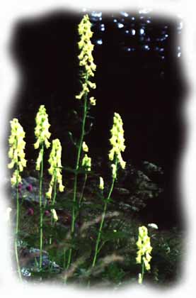 http://www.livignese.it/images/immagini/Fiori/Fiori_elencati/luparia.jpg