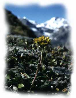 Senecio carniolicus Senecio carnilicus