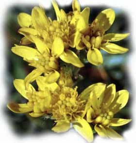 il fiore del senecio carniolicus