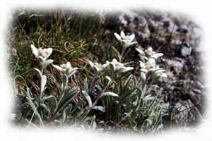 stelle alpine