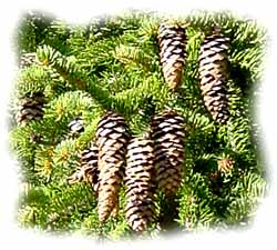 strobili (le pigne) 
