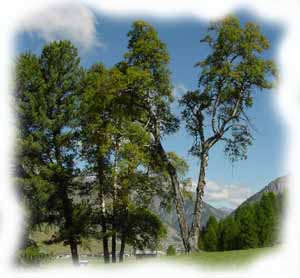 Piante di betulla