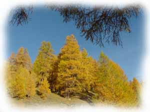 larici in autunno