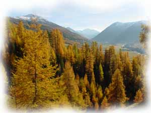 Larici in autunno - Valle di livigno