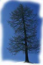 larice spoglio in inverno