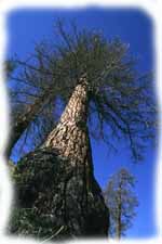 maestoso albero di larice in inverno