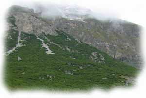 la colonia di pino mugo sulle falde del monte Motto a Livigno