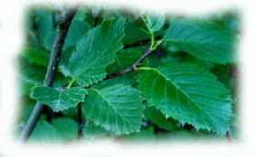 foglie