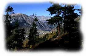 Pini cembri  alla Freita - Livigno