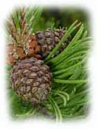 i frutti del pino mugo
