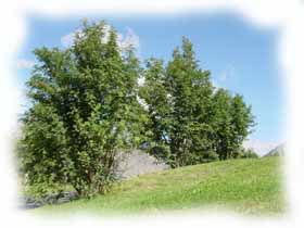 alberi di sorbo degli uccellatori