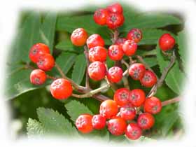 i frutti (bacche) del sorbo
