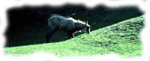 un camoscio bruca l'erba comodamente inginocchiato 