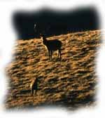 un cervo ed un camoscio all'aurora