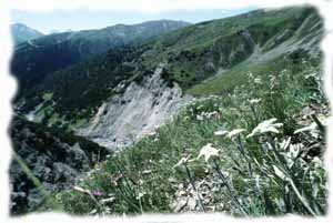 Le stelle alpine sul sentiero della Val Saliente