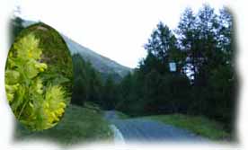 la parte del bosco dove il larice lascia  spazio al pino cembro