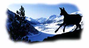 un camoscio si staglia in siluette sulla valle di livigno un camoscio si staglia in siluette sulla valle di livigno