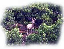 capriolo in un bosco di pino mugo