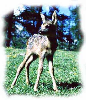un cucciolo di capriolo