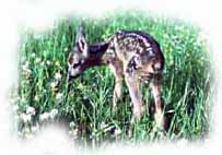 un capriolino nell'erba in luglio