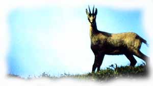 un giovane di camoscio in estate