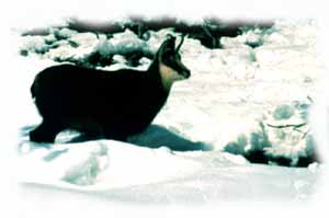 camoscio  col manto invernale