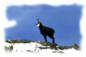esemplare di camoscio col manto invernale