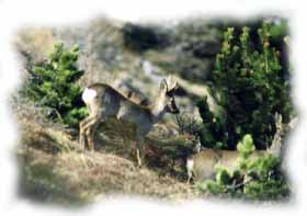 caprioli in Val Federia