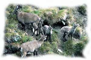 due capre di stambecco con i loro piccoli