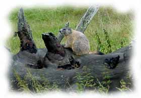 una marmotta 
