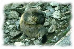 una marmotta fa toeletta nei  pressi della tana