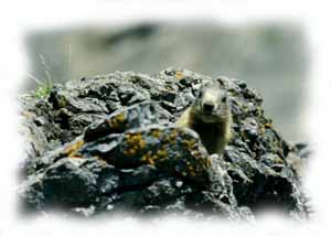 una marmotta osserva curiosa ma attenta il visitatore