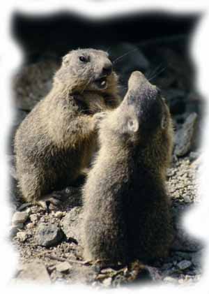due marmotte giocano nei pressi della  loro tana