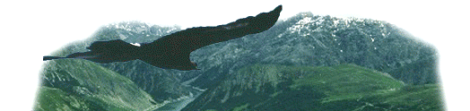 aquila in volo su livigno