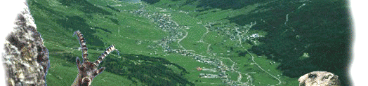 panorama di livigno con stambecco in primo piano