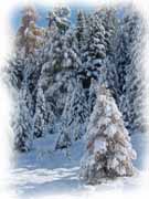 alberi innevati