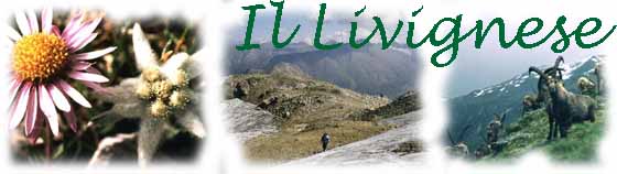 stella alpina e astro alpino -  stambecchi -  paesaggio