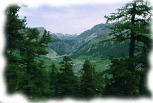 bosco in primo piano sulla valle di livigno