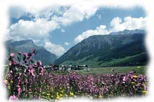 la fioritura di luglio nei prati di livigno