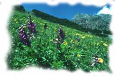 una sulla di monte - sullo sfondo , cima Cavalli